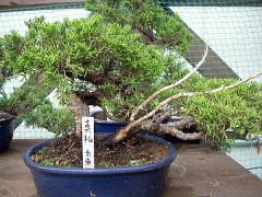 sanyaso tree1